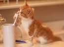 gattino con spazzolino