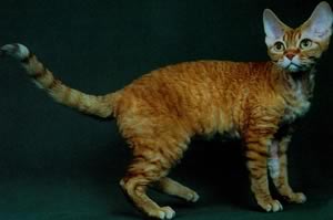 Devon Rex