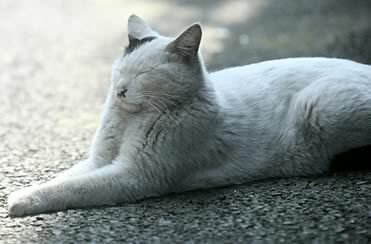 Gatto bianco che si stira