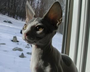 Devon Rex