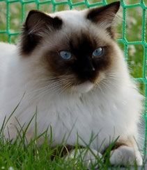 Ragdoll sul prato