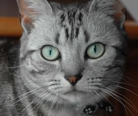 Gatto grigio