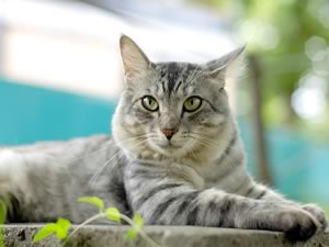 Gatto in autostrada