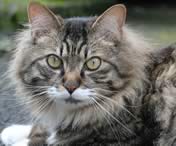 Gatto Maine coon