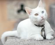 Gatto Bianco