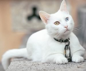 Gatto bianco