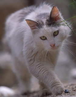 Gatto Bianco a spasso