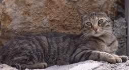 Gatto sulla roccia