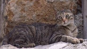 Gatto sulla roccia