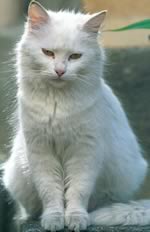 Gatto Bianco