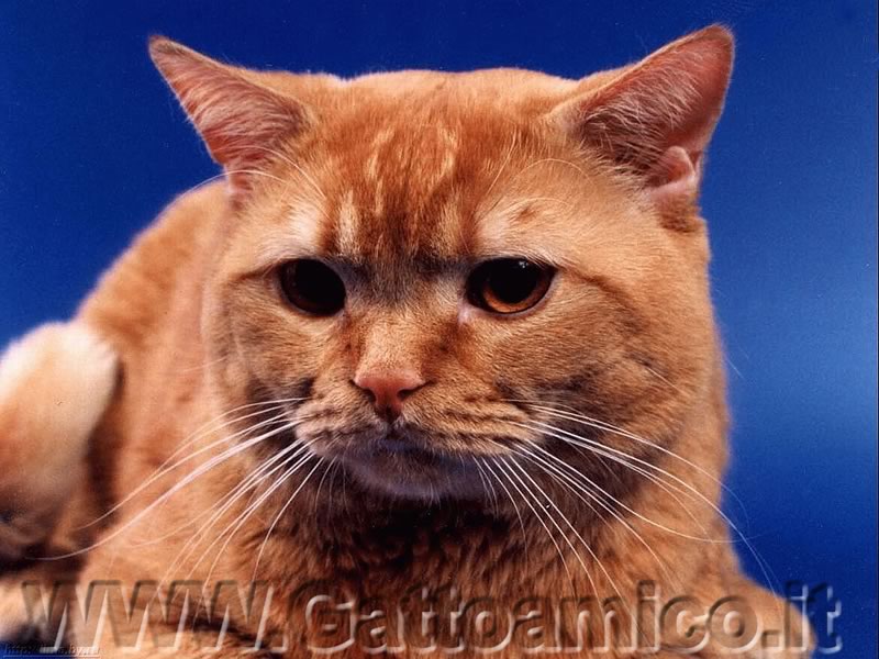 gatto_rosso_800.jpg