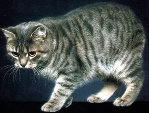 Gatto Manx