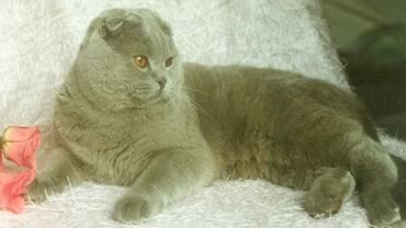 Scottish Fold