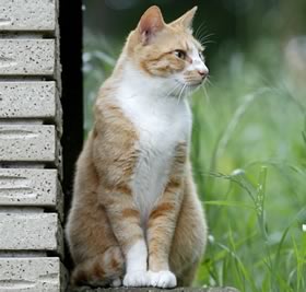 Gatto in campagna