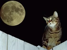 Gatto e luna