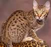 Ocicat