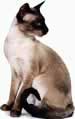 gatto siamese