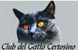 Club del Gatto Certosino