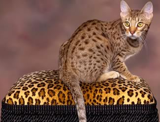 Gatto Ocicat