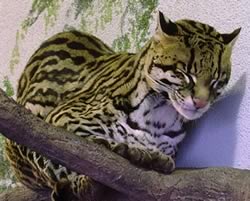 gatto ocelot su un albero