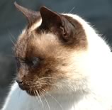 gatto siamese