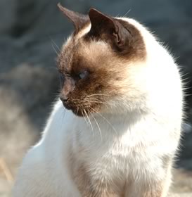 Gatto Siamese