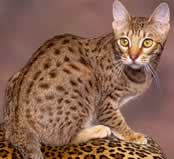 ocicat