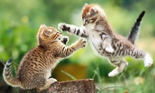 Combattimento di gatti