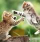 Gattini che combattono