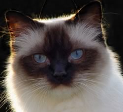 Ragdoll in primo piano