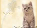 Love cat