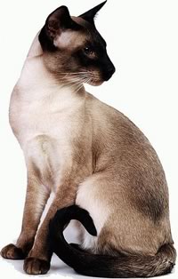 Gatto Siamese 