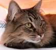 Gatto Maine-coon