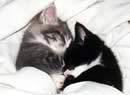 Gattini abbracciati nel sonno