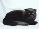 Scottish Fold nero