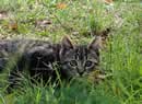 gatto tra i fili d'erba