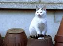 Gatto bianco sui vasi