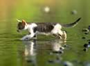 Gatto sul fiume