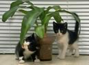Gattini con pianta
