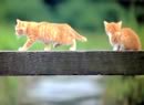 Gattini camminano sulla trave