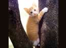 gatto sull'albero