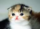 Scottish Fold