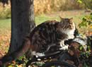 maine coon in libertà