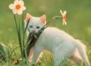 gatto con fiore