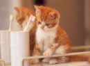 gatto con spazzolino