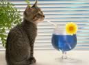 gatto coctail