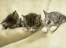 gruppo di gatti addormentati