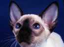 siamese