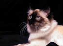 siamese