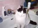 gatto in bagno